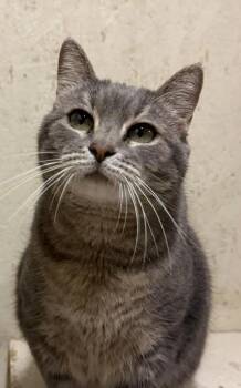 Shego -  Domestic Short Hair Cat for Adoption in Visalia, California - Shego | PetCurious