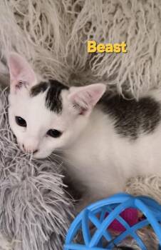 Beast -  Domestic Short Hair Cat for Adoption in Conway, South Carolina - Beast | PetCurious