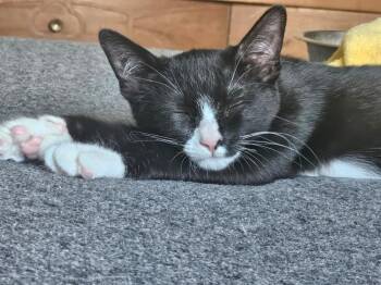 Noodle -  Domestic Short Hair Cat for Adoption in St. Cloud, Florida - Noodle | PetCurious