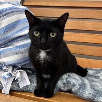 Rosie -  Domestic Short Hair Cat for Adoption in Hawthorne, California - Rosie | PetCurious