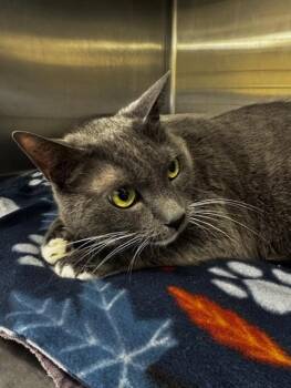 Domestic Short Hair Cats Available for Adoption in Fremont, California - NICKEL | PetCurious