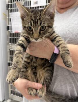 Dwight -  Domestic Short Hair and Tabby Cat for Adoption in Webster, Massachusetts - Dwight | PetCurious