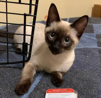 Cyndi -  Siamese Cat for Adoption in Burnaby, British Columbia - Cyndi | PetCurious