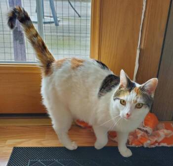 Rescue Calico and Tabby Cats for Adoption in Beckley, West Virginia - Sassy | PetCurious