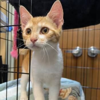 Nori -  Domestic Medium Hair Cat for Adoption in Fulton, Texas - Nori | PetCurious