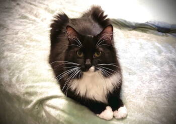 Rescue Domestic Medium Hair and Tuxedo Cats for Adoption in Fort Myers, Florida - Po | PetCurious