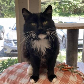 Domestic Long Hair Cats Available for Adoption in Renton, Washington - Sylvester | PetCurious
