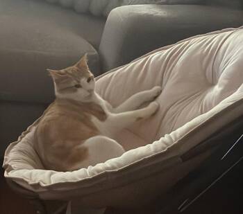 Pachi -  Domestic Short Hair Cat for Adoption in New York, New York - Pachi | PetCurious