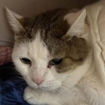 Salem -  Domestic Short Hair Cat for Adoption in Lansing, Michigan - Salem | PetCurious