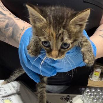Fable -  Domestic Short Hair Cat for Adoption in Milton, Florida - Fable | PetCurious