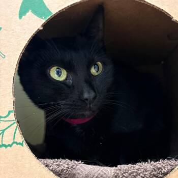 Onyx -  Domestic Short Hair Cat for Adoption in Fairport, New York - Onyx | PetCurious