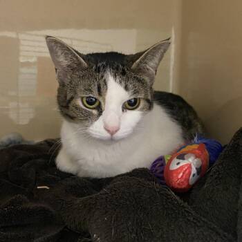 Domestic Short Hair Cats Available for Adoption - Mamacita | PetCurious