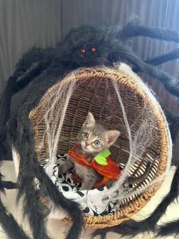 Rescue Domestic Short Hair Cats for Adoption in Huntington Beach, California - Bam Bam | PetCurious