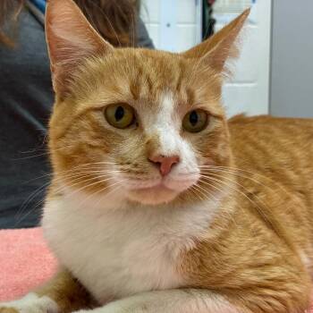 Domestic Short Hair Cats Available for Adoption - Nacho | PetCurious