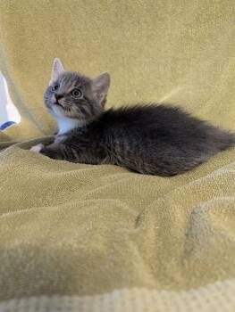 Porter -  Domestic Short Hair Cat for Adoption in Brockport, New York - Porter | PetCurious