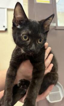 Echidna -  Domestic Short Hair Cat for Adoption in West Chester, Pennsylvania - Echidna | PetCurious
