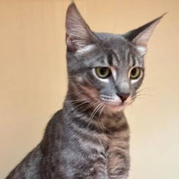 Greyson -  Domestic Short Hair Cat for Adoption in Murray, Utah - Greyson | PetCurious