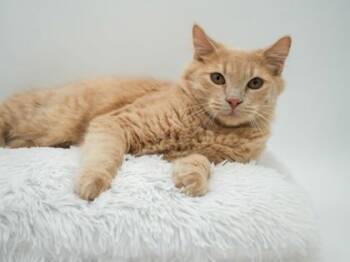 Rescue Domestic Medium Hair and Domestic Short Hair Cats for Adoption in Bowling Green, Kentucky - Marvin | PetCurious