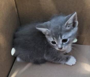 Domestic Short Hair Cats Available for Adoption in Lawrenceville, Georgia - Nf8 Tom | PetCurious
