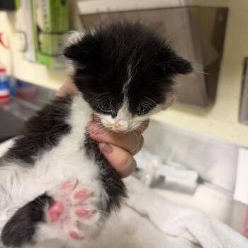 Compass -  Domestic Short Hair Cat for Adoption in Asheville, North Carolina - Compass | PetCurious