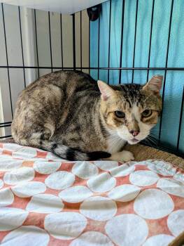 Rescue Domestic Short Hair Cats for Adoption in Houston, Texas - Jeff | PetCurious