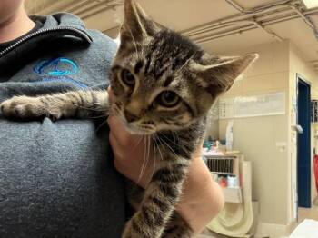 BRUNO -  Domestic Short Hair Cat for Adoption in Fort Wayne, Indiana - BRUNO | PetCurious