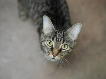 Miss Piggy -  Domestic Short Hair Cat for Adoption in Cincinnati, Ohio - Miss Piggy | PetCurious