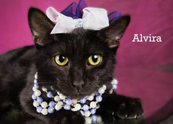 Alvera -  Domestic Short Hair Cat for Adoption in York, Nebraska - Alvera | PetCurious