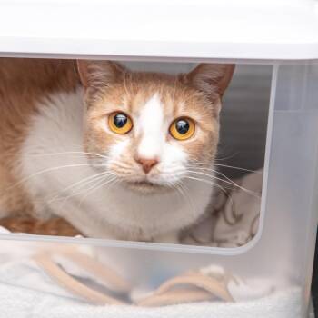 Domestic Short Hair Cats Available for Adoption in New York, New York - Sunny | PetCurious