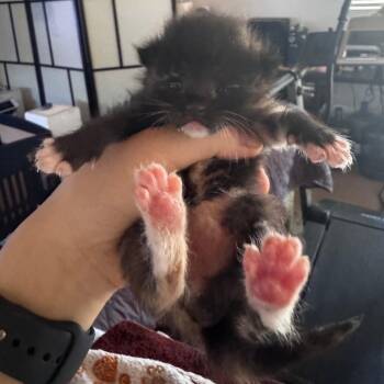 Boombox -  Domestic Short Hair Cat for Adoption in Westminster, California - Boombox | PetCurious