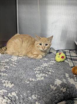 Purrjury -  Domestic Medium Hair Cat for Adoption in Lock Haven, Pennsylvania - Purrjury | PetCurious