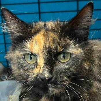 Rescue Domestic Long Hair Cats for Adoption in Robinson, Illinois - Bella | PetCurious