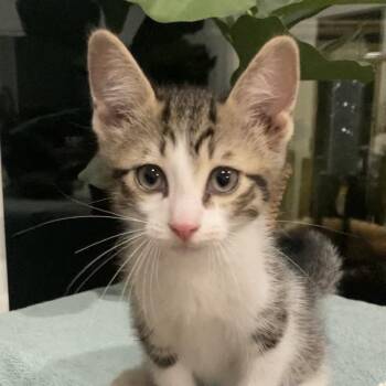 Blake Haines-AR -  Domestic Short Hair Cat Available for Adoption in Tallahassee, Florida - Blake Haines-AR | PetCurious