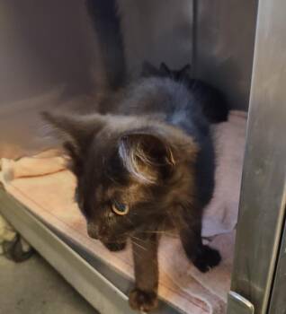 VENICE* -  Domestic Medium Hair Cat for Adoption in Santa Cruz, California - VENICE* | PetCurious