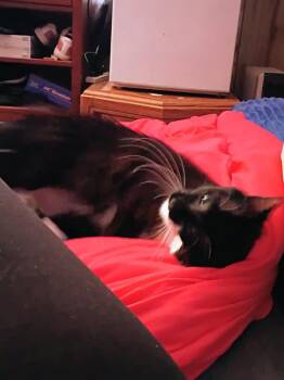 Rescue Domestic Short Hair Cats for Adoption in Pocatello, Idaho - Loki | PetCurious