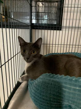 Rescue Domestic Short Hair Cats for Adoption in Sanford, Florida - Pumpkin Pie | PetCurious