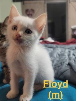 Floyd 26 -  Siamese Cat for Adoption in Brookhaven, Mississippi - Floyd 26 | PetCurious