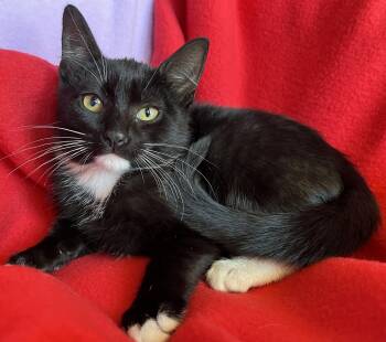 Remi -  Tuxedo Cat for Adoption in Hood River, Oregon - Remi | PetCurious