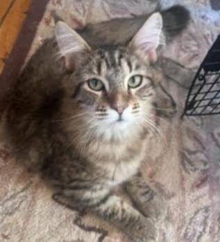 Keith -  Maine Coon Cat for Adoption in Cincinnati, Ohio - Keith | PetCurious