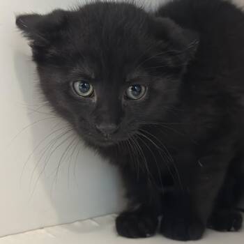 Domestic Short Hair Cats Available for Adoption in Matteson, Illinois - Lipton Tea | PetCurious