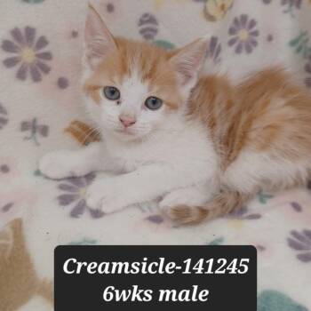 Domestic Short Hair Cats Available for Adoption in New Tazewell, Tennessee - Creamsicle | PetCurious