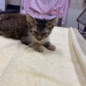 A613855 -  Domestic Short Hair Cat for Adoption in Modesto, California - A613855 | PetCurious