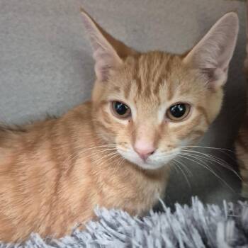 Uncle Buck -  Domestic Short Hair Cat for Adoption in Newark, New Jersey - Uncle Buck | PetCurious