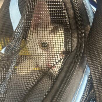 Chalk -  Domestic Short Hair Cat for Adoption in Philadelphia, Pennsylvania - Chalk | PetCurious