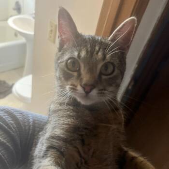 American Shorthair Cats Available for Adoption - Scratchy-C | PetCurious