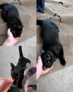 BAZ -  Domestic Short Hair Cat for Adoption in Kent, Washington - BAZ | PetCurious