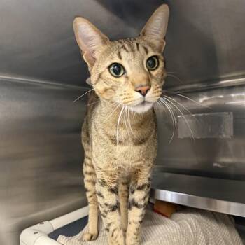 YOMA -  Domestic Short Hair Cat for Adoption in Las Vegas, Nevada - YOMA | PetCurious