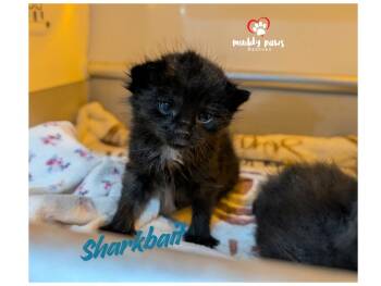 Nemo Litter:  Sharkbait -  Domestic Short Hair Cat for Adoption in Council Bluffs, Iowa - Nemo Litter:  Sharkbait | PetCurious