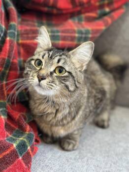 Domestic Medium Hair and American Bobtail Cats Available for Adoption in Lawrenceville, Georgia - Annabelle | PetCurious