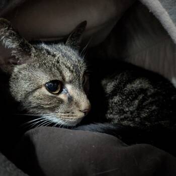 Noni -  Domestic Short Hair Cat for Adoption in South Burlington, Vermont - Noni | PetCurious